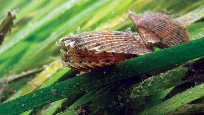 An underwater photo of two scallops sitting on green grass in a seasgrass meadow.